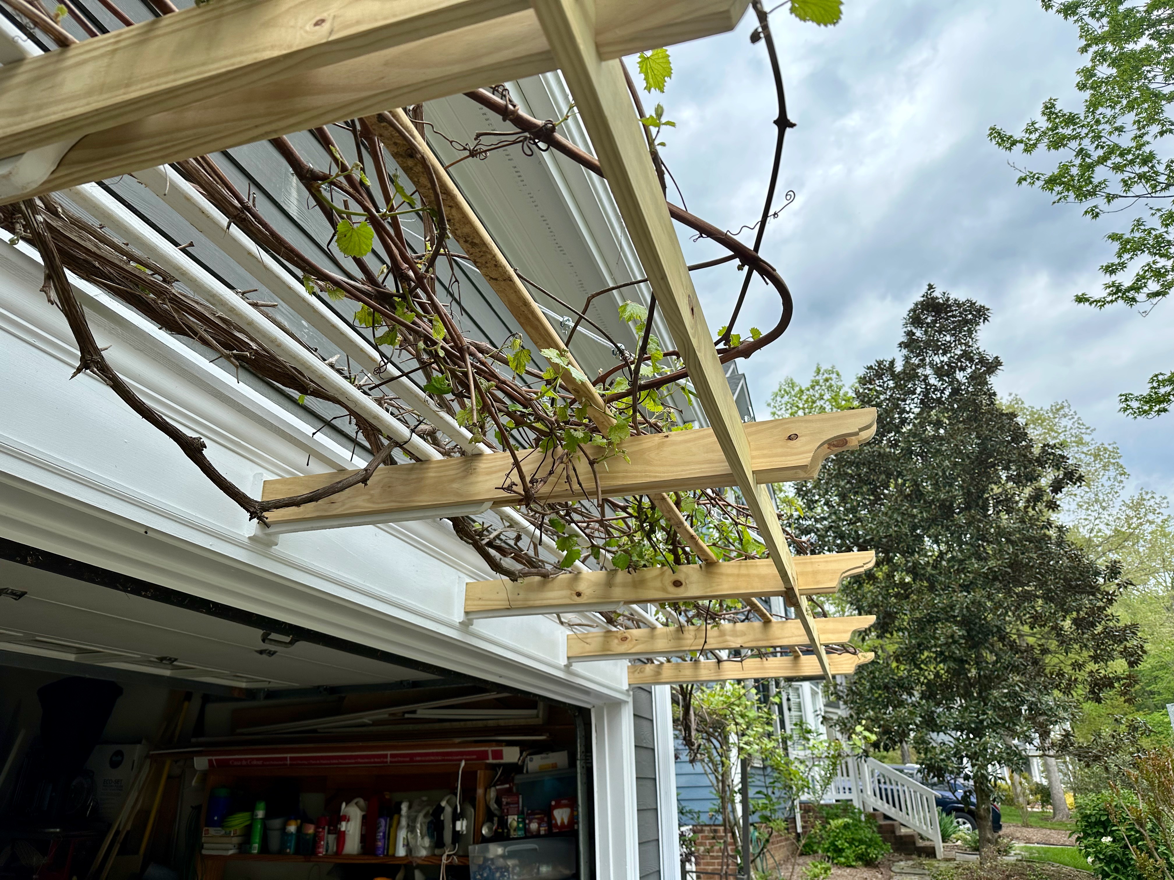grape-vine